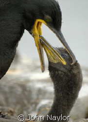 On a recent trip to the Farne Islands.Shag feeding young. by John Naylor 